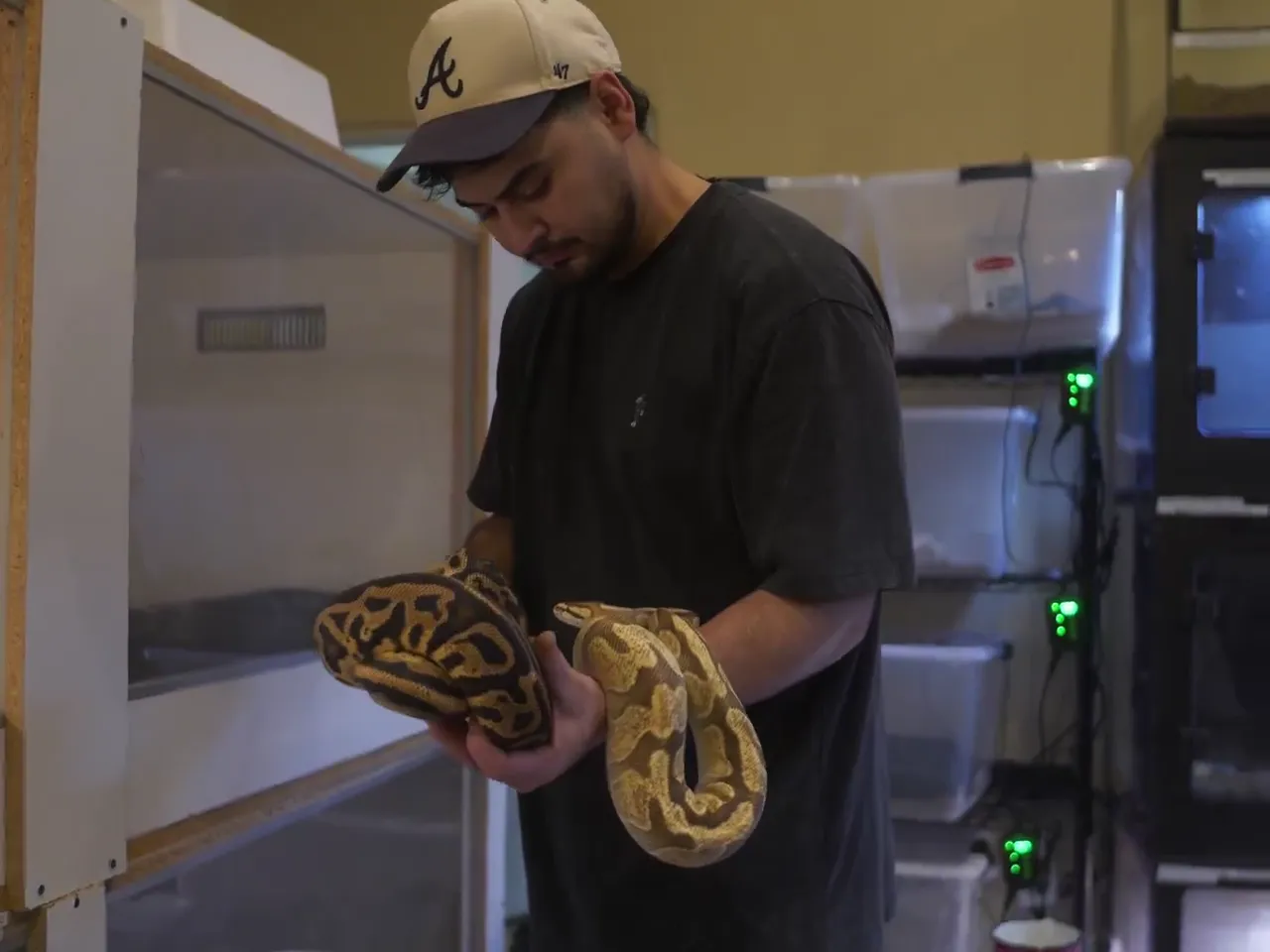 A ball python from the Citadel rooms