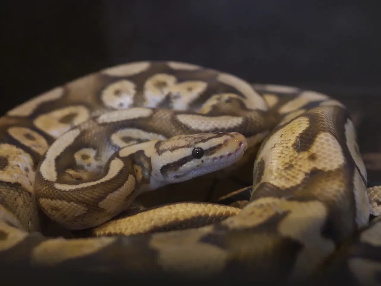 A ball python from the Citadel rooms